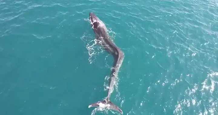 西班牙海上彎成V型的鯨魚，受傷原因成謎，同樣案例每年有2萬頭