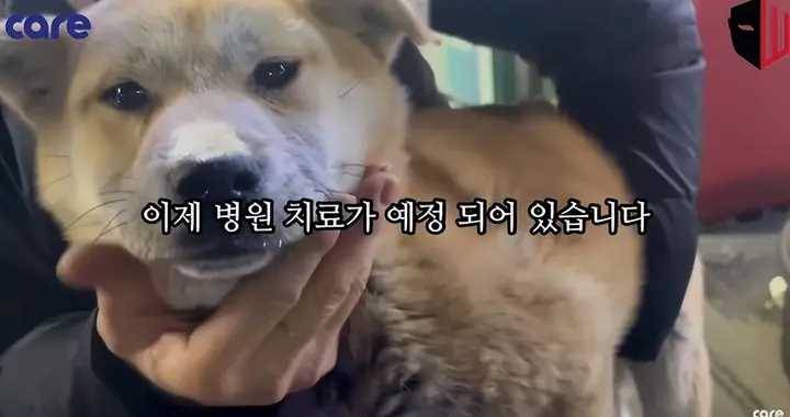 韓國「最惡劣虐狗案」！尋找失蹤狗狗時，他發現上千只狗被餓死！